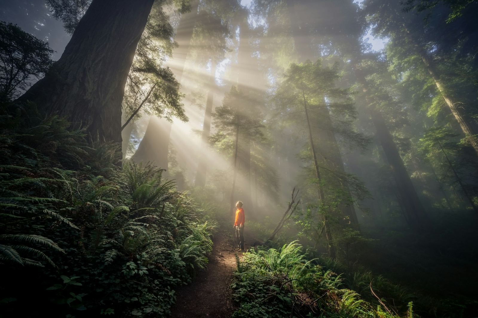 Hiker in a red jacket walking through misty redwood forest