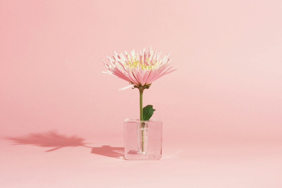 A single pink chrysanthemum in a glass vase
