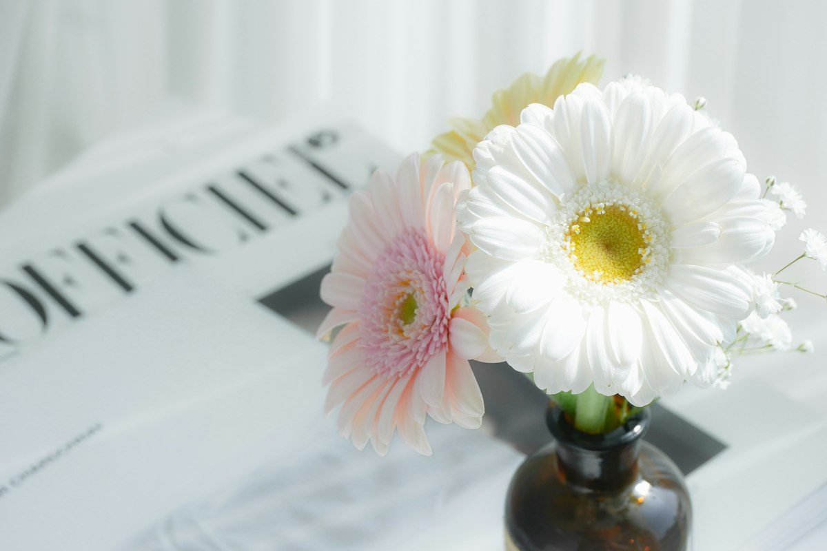 White and pink gerbera daisies in a vase