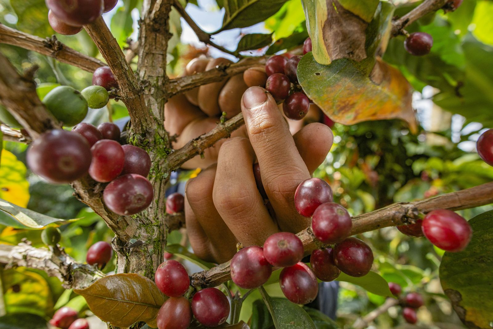 Hand picking ripe red coffee cherries from the branch