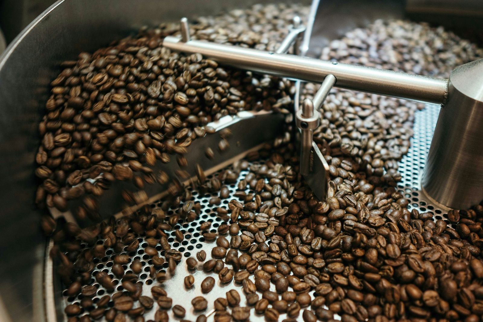 Freshly roasted coffee beans turning in the cooling tray