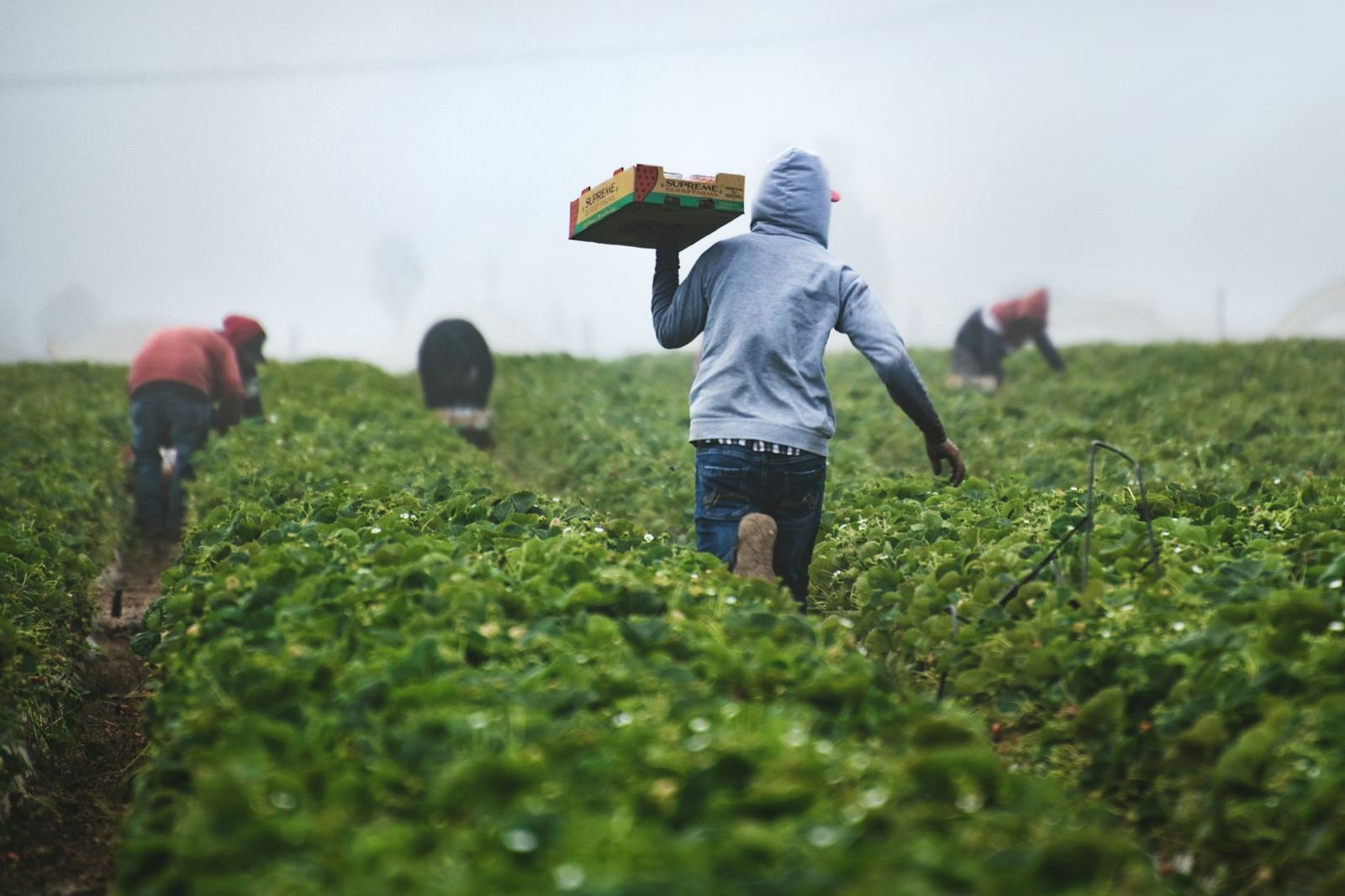 Farm worker carrying a crate through a misty field