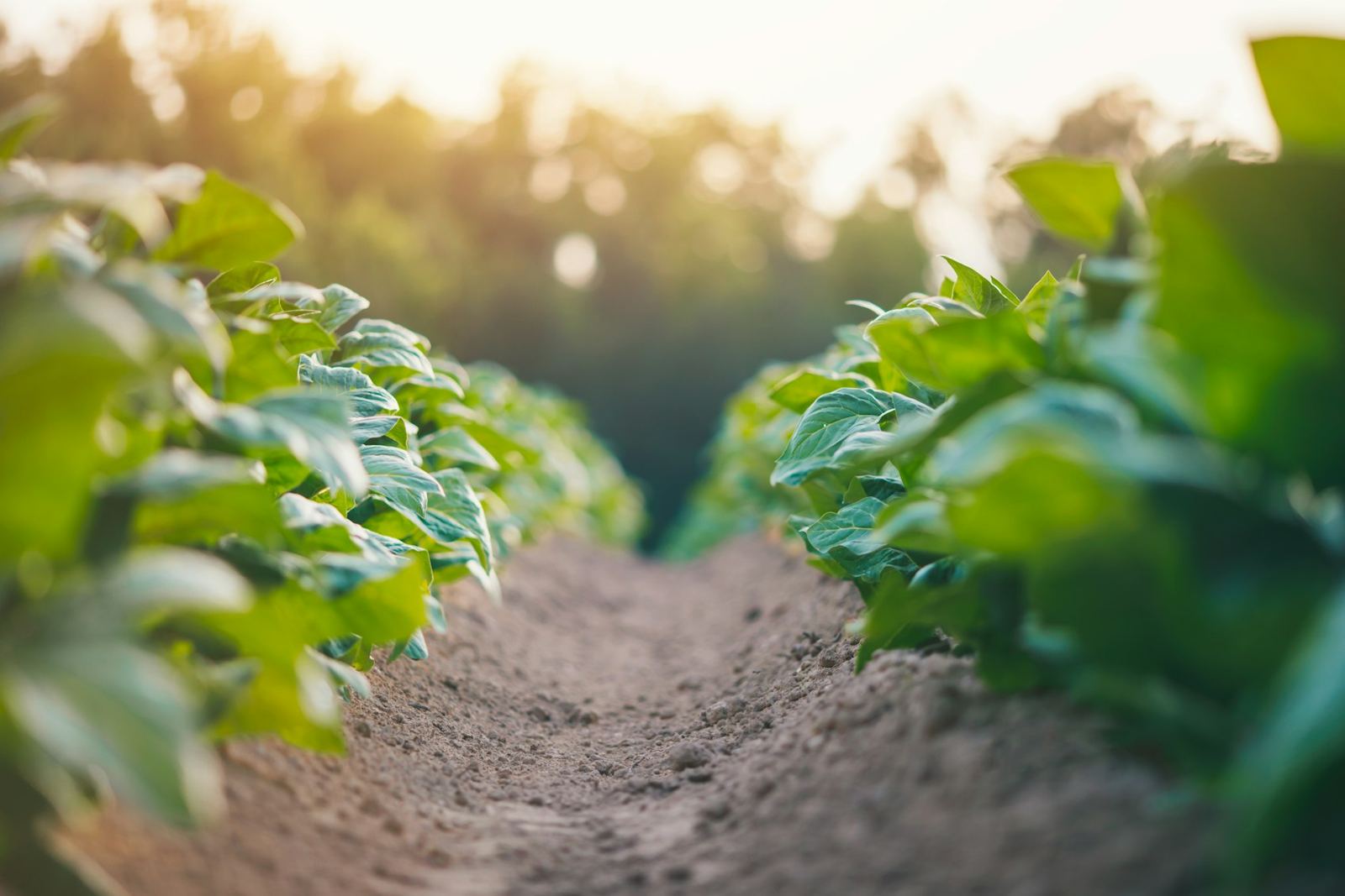 Close view between rows of leafy crops in warm light