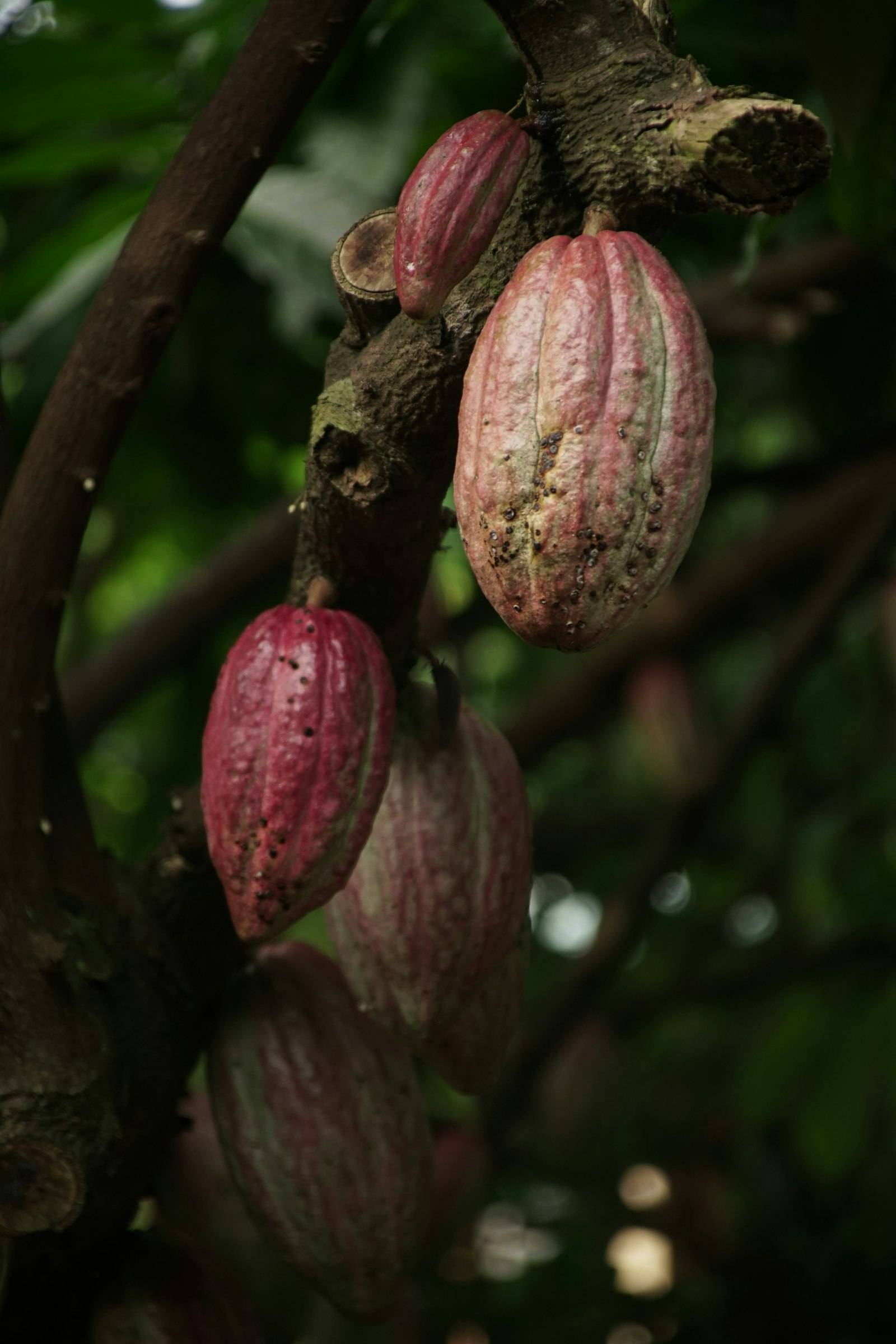 Cacao pods on a tree