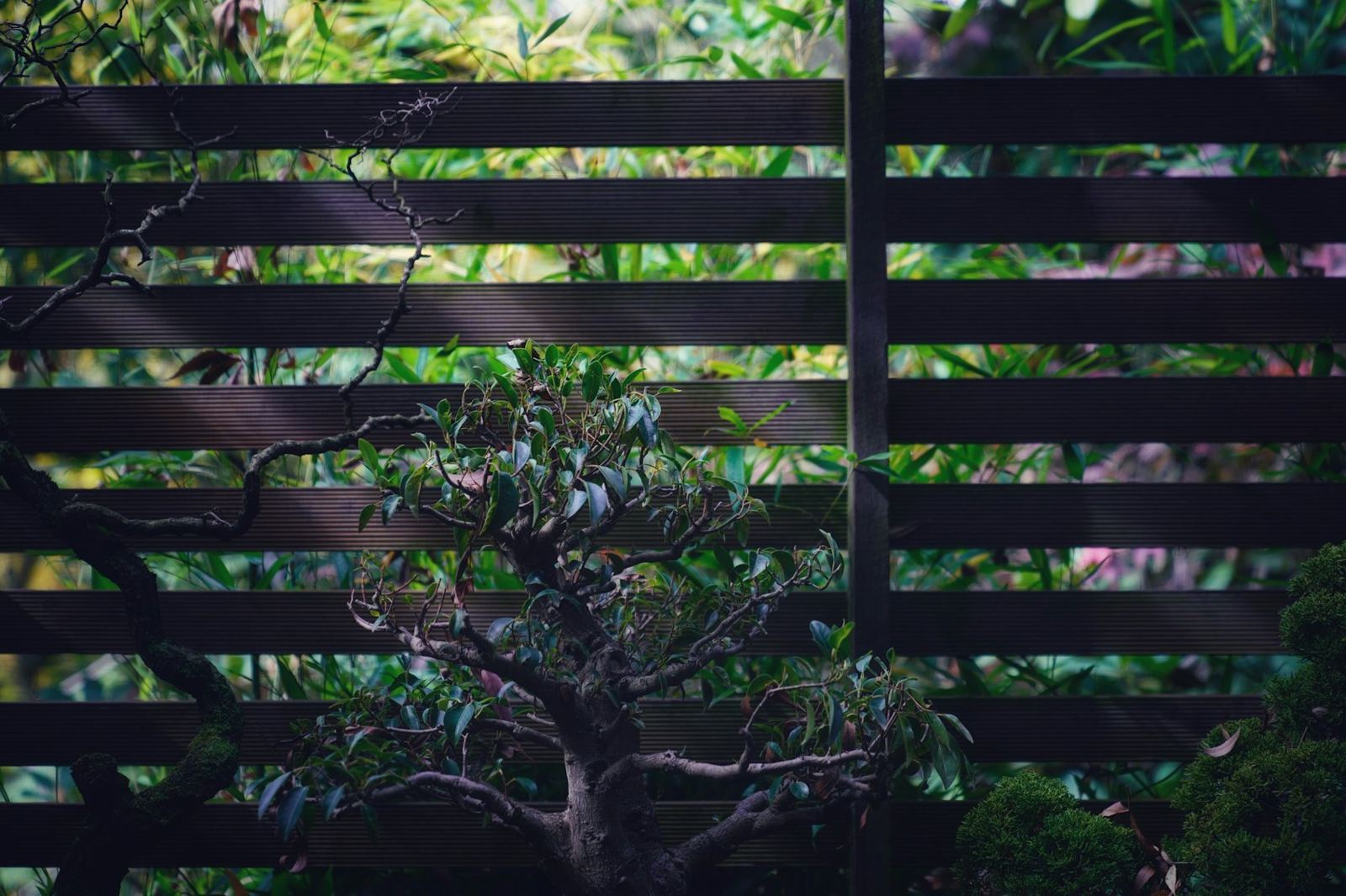 Shadowbox slat fence