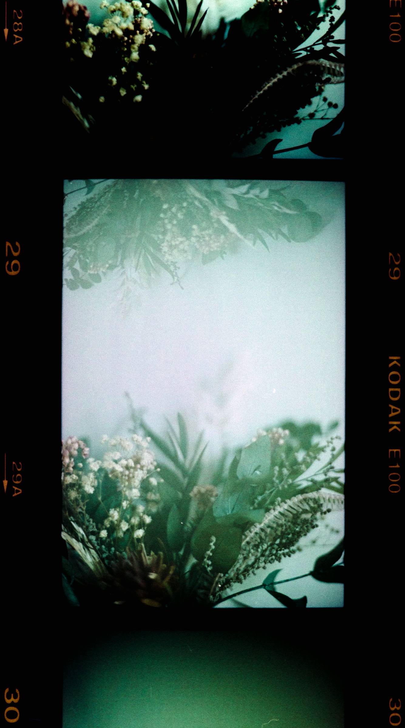 Film negative held to the light