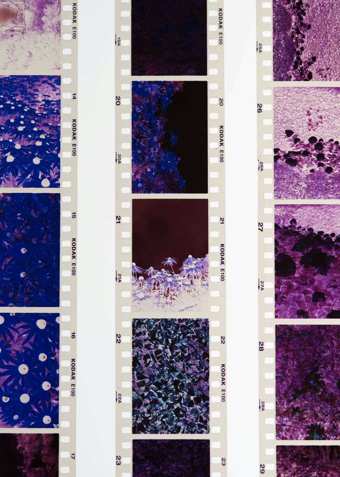 Film negatives with purple tones