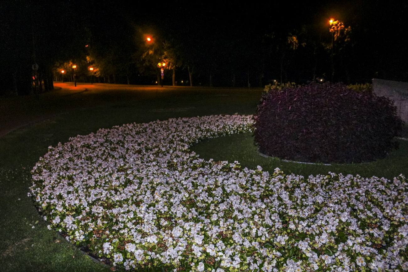 Lit flower bed at night