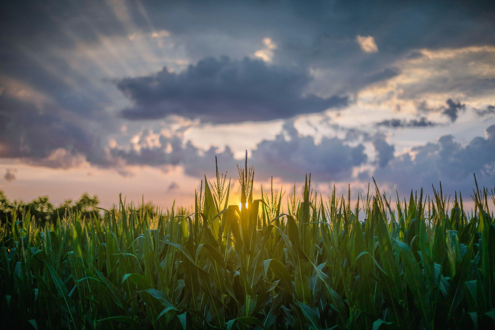Corn field at sunset