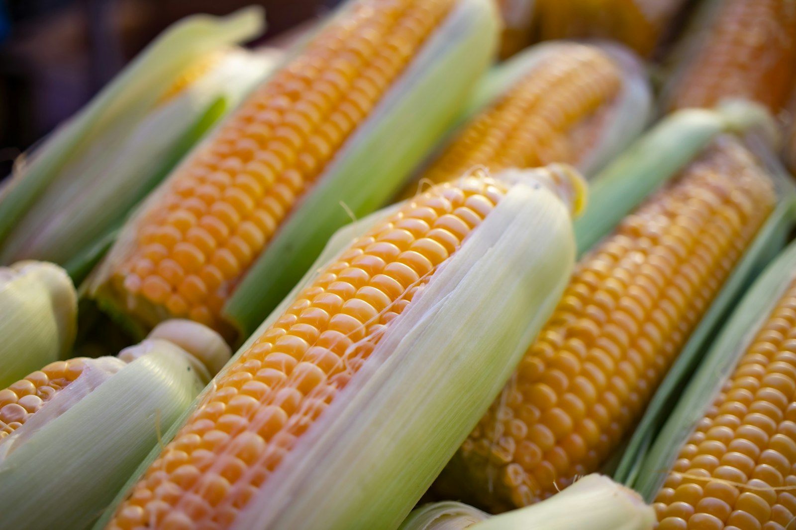Fresh ears of corn in husks