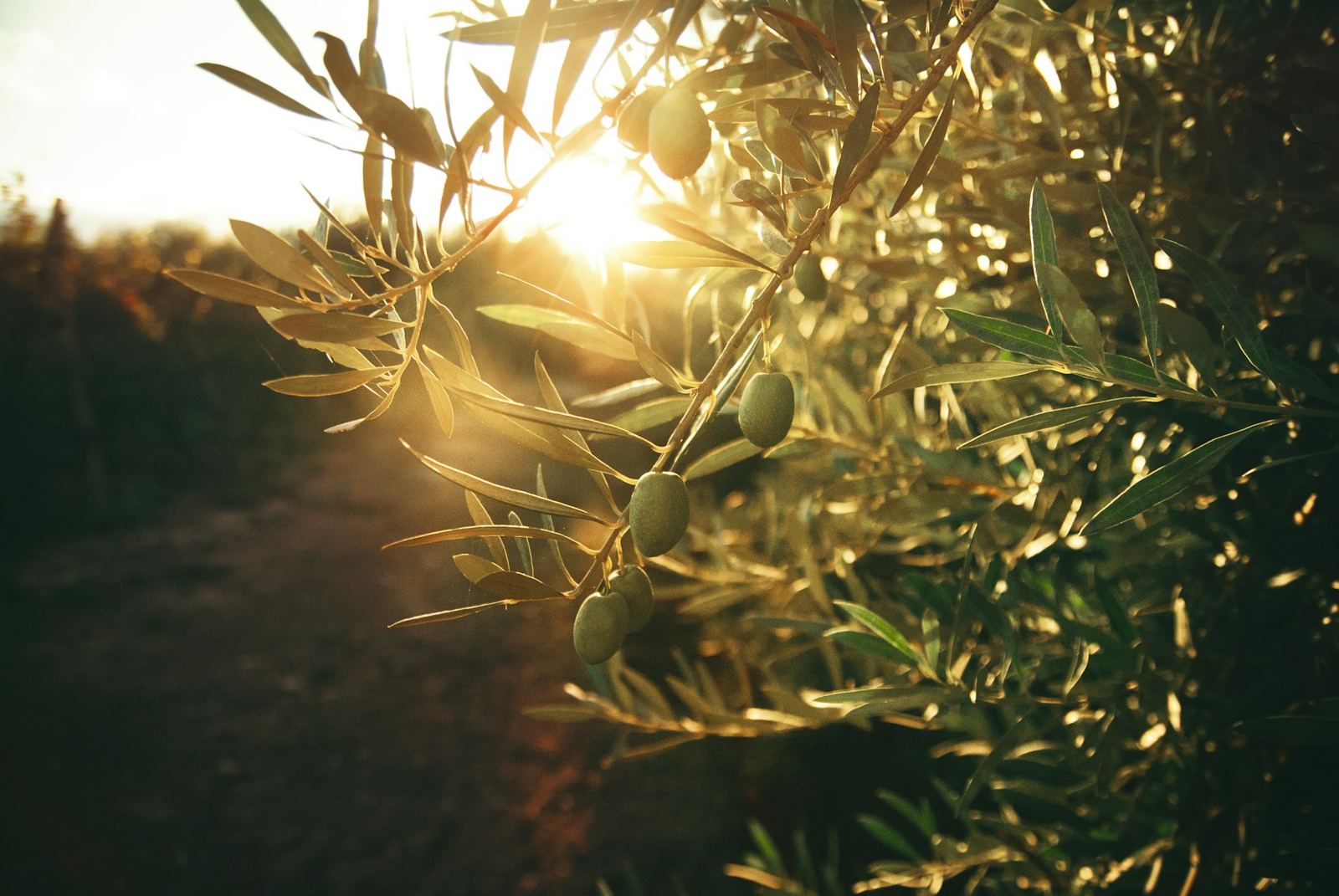 Late sun through olive branches in a grove