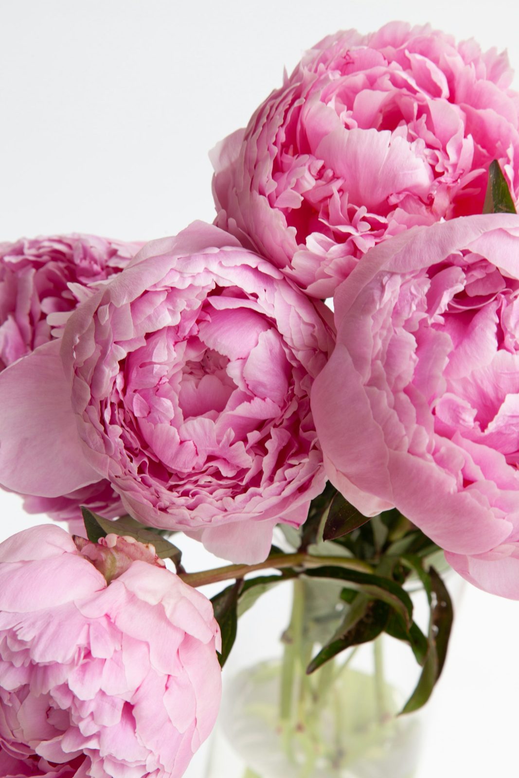 peonies, June only