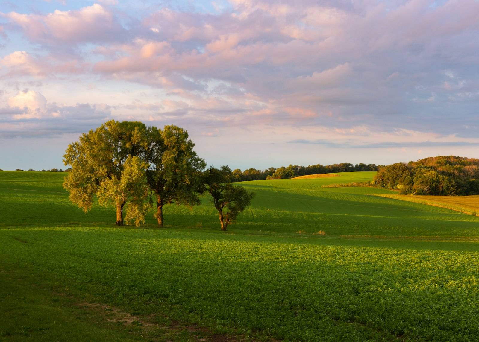 A lone oak tree in a green meadow under a pastel sky