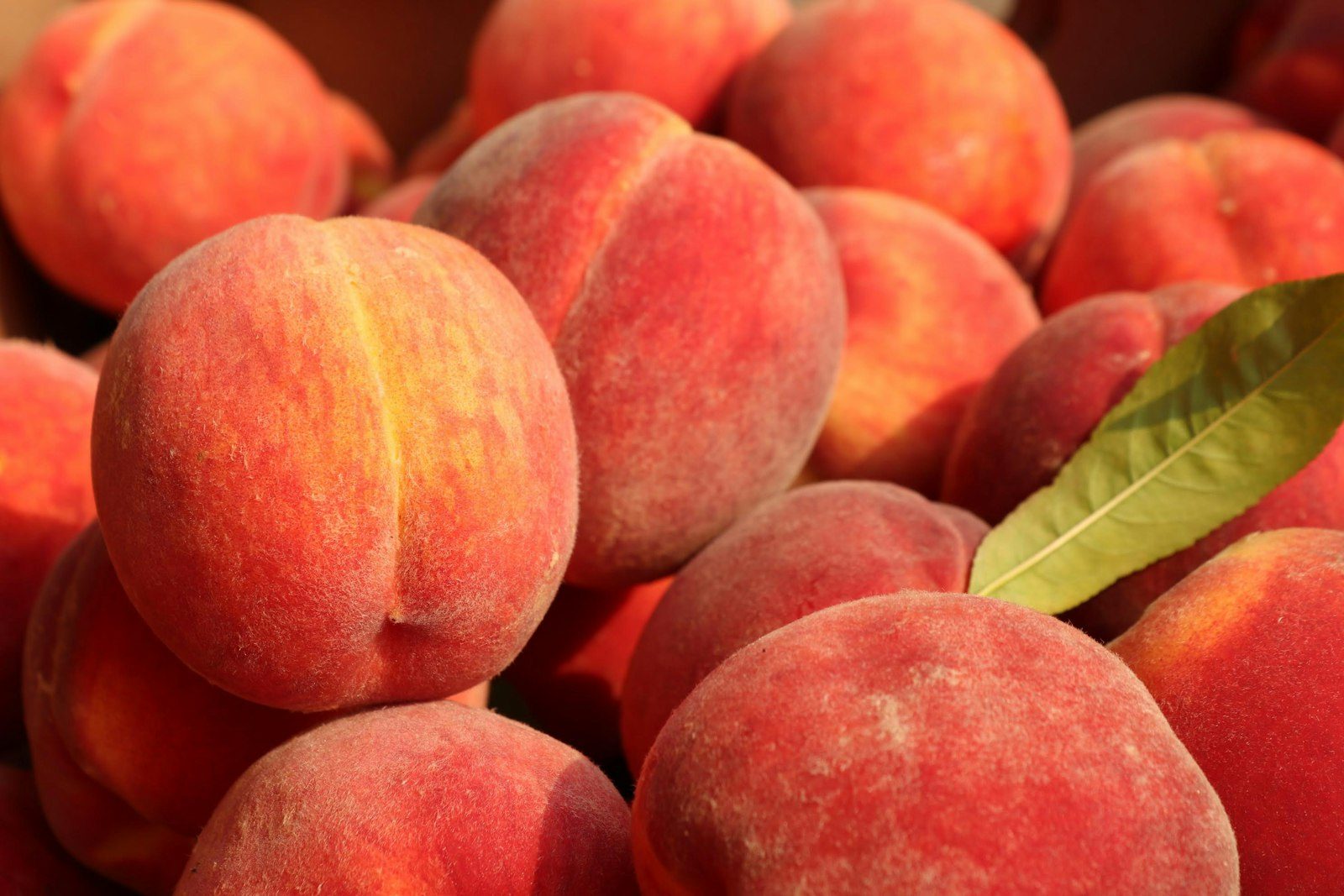 Ripe peaches