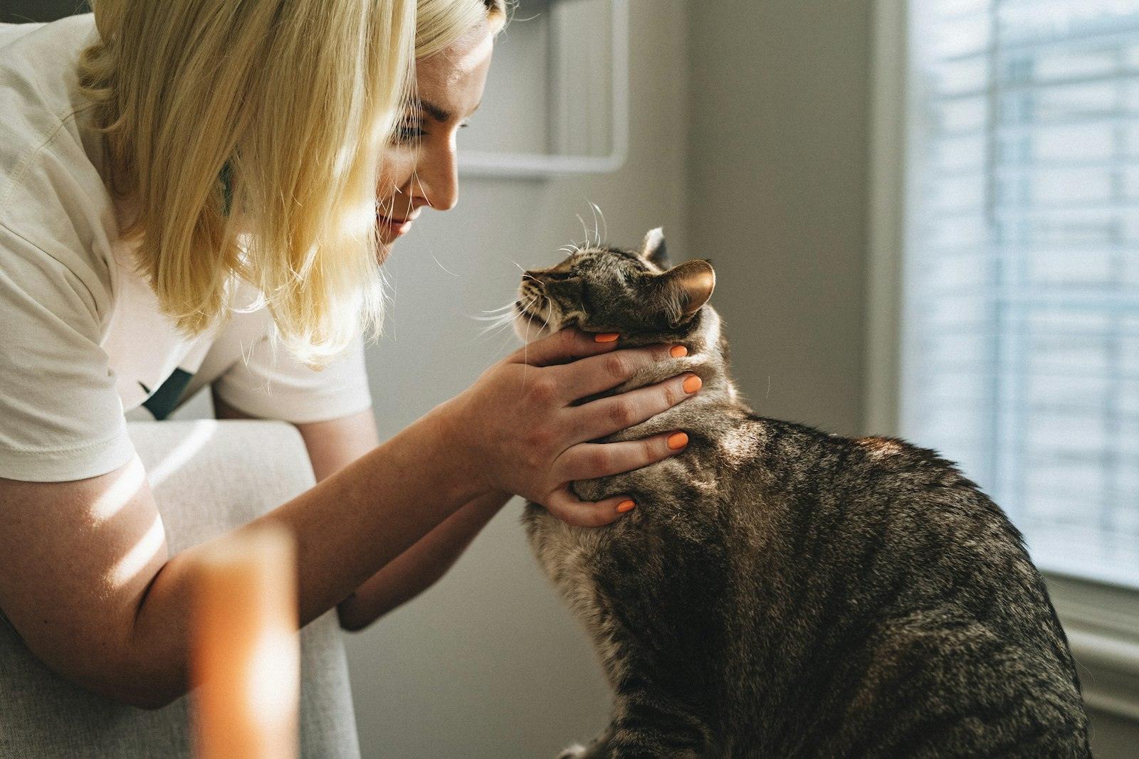 Staff member comforting a cat