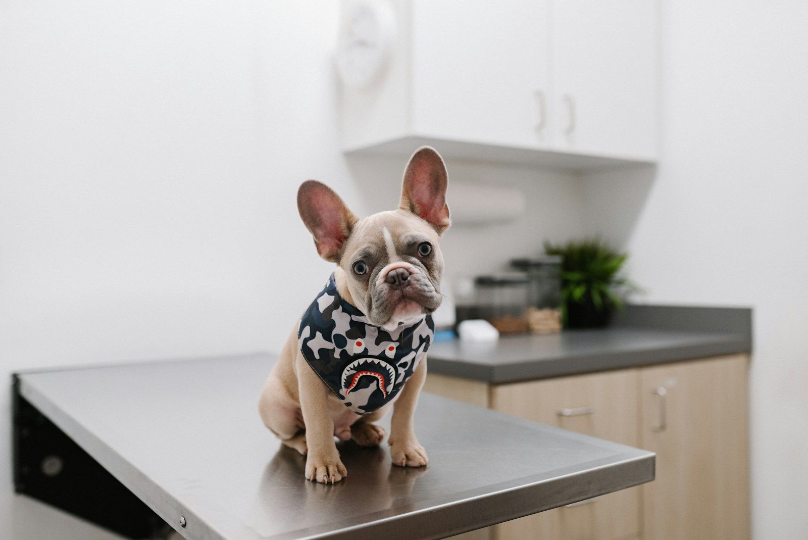 French bulldog on an exam table