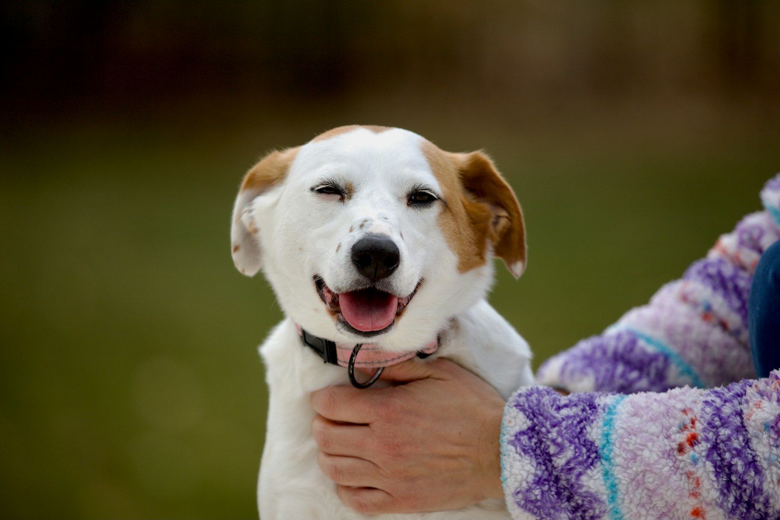 Happy dog being hugged
