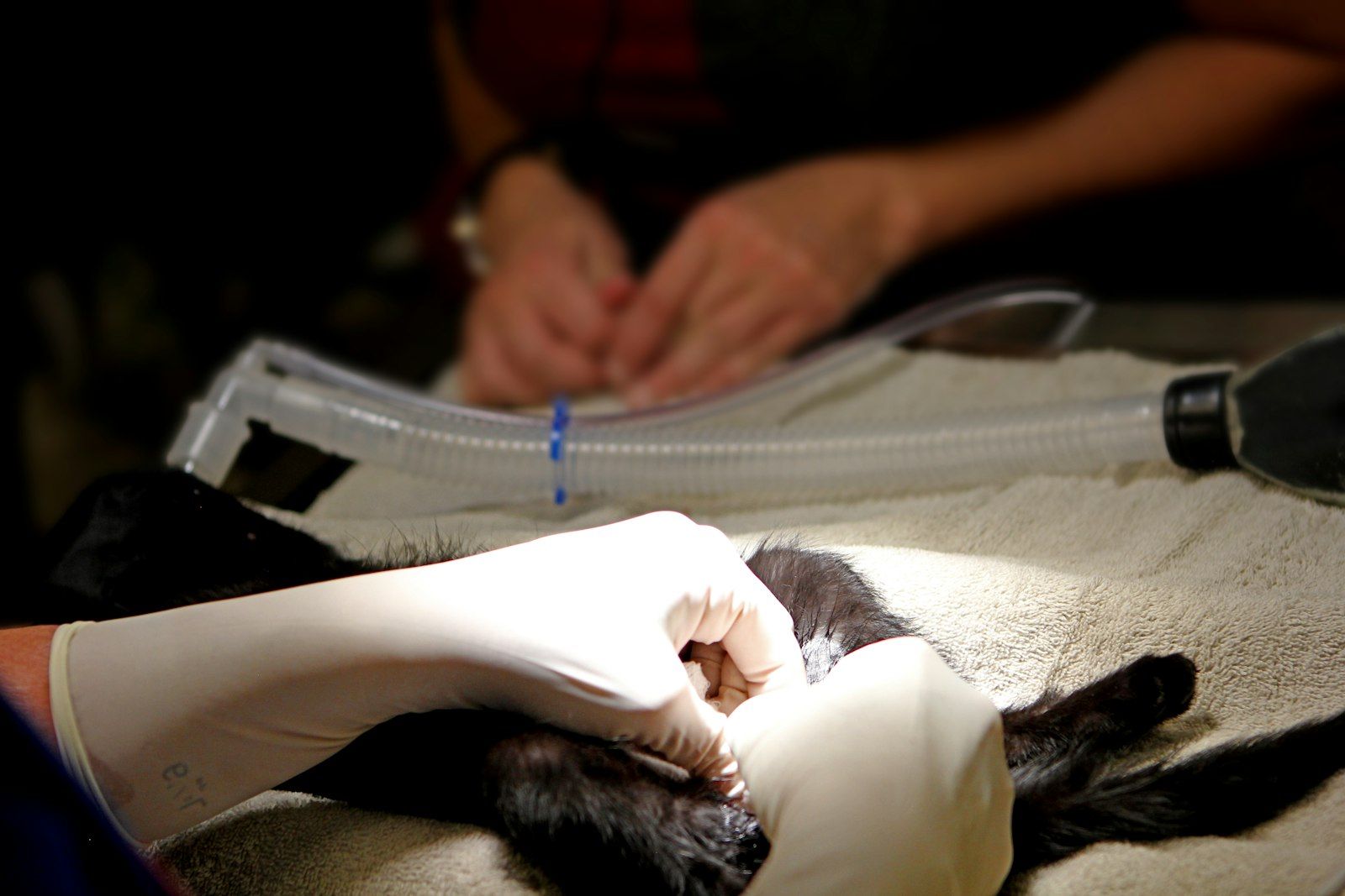 Pet resting during a monitored procedure