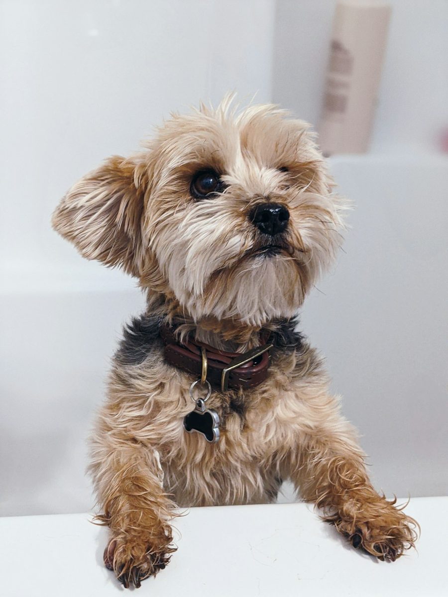 Brown and black yorkshire terrier puppy