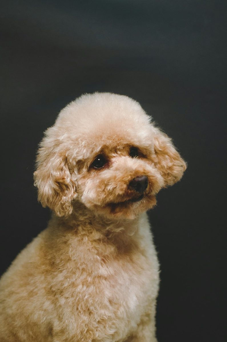 A small dog looking up