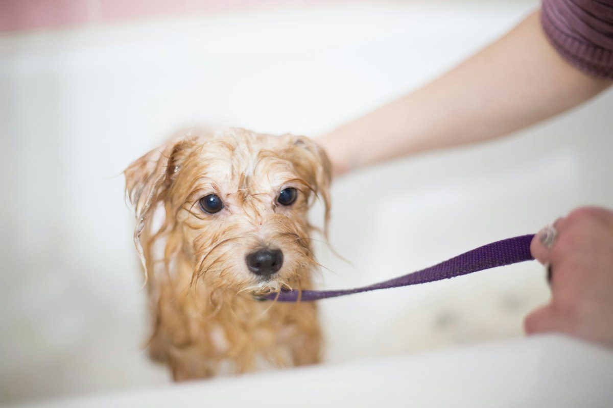 Brown long coated small dog